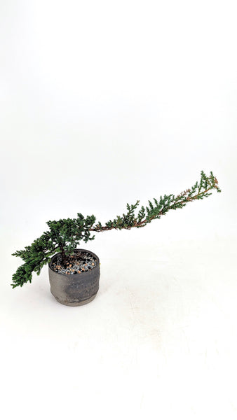 'Jasper' the Japanese Garden Juniper - #701