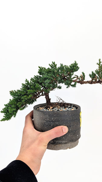 'Jasper' the Japanese Garden Juniper - #701