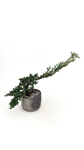 'Jasper' the Japanese Garden Juniper - #701