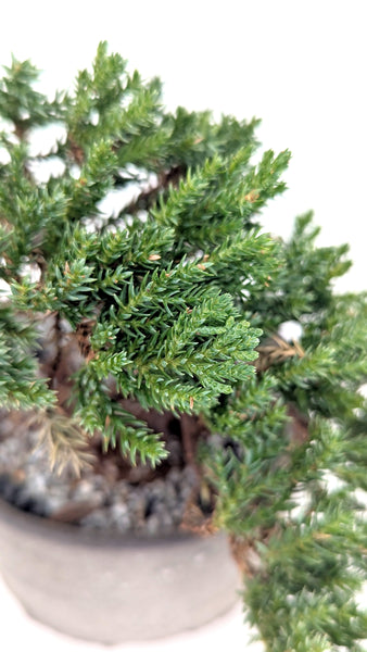 'Jasper' the Japanese Garden Juniper - #701