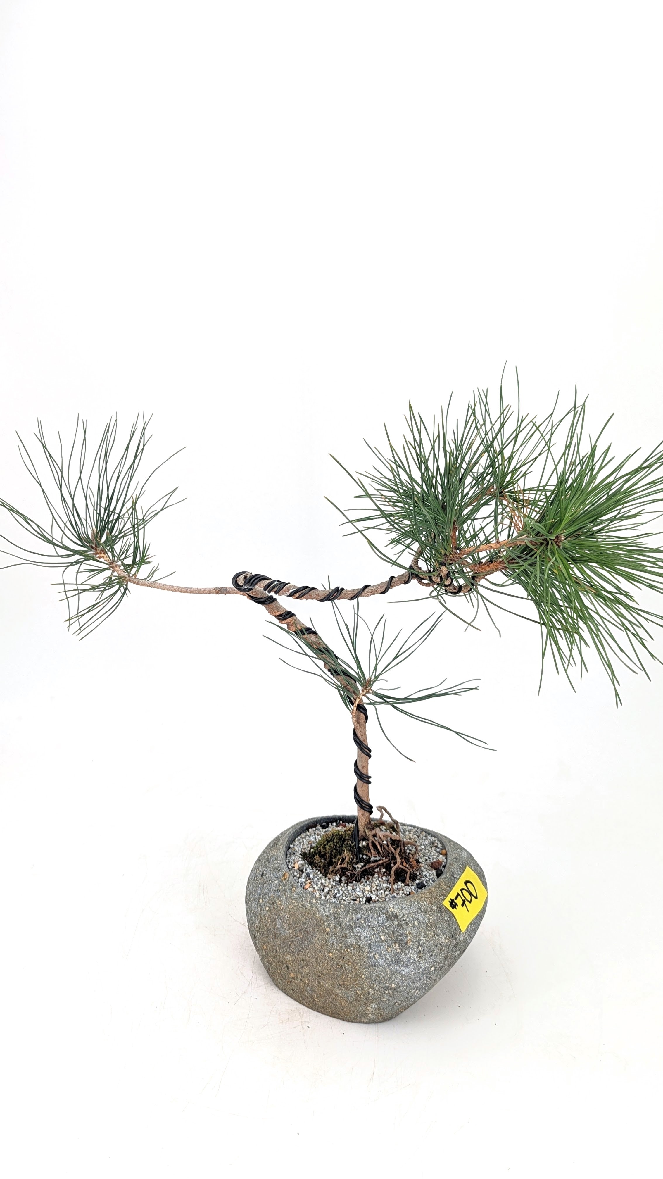Japanese Black Pine Bonsai | The Bonsai Shop – Dandy Farmer