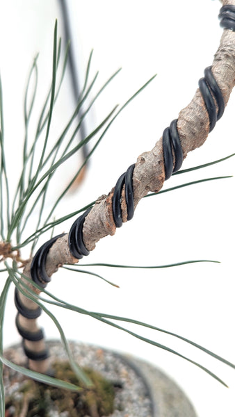 'Fred' the Japanese Black Pine - #700