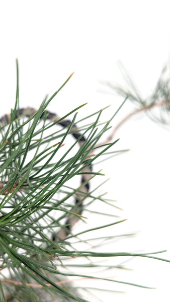 'Fred' the Japanese Black Pine - #700