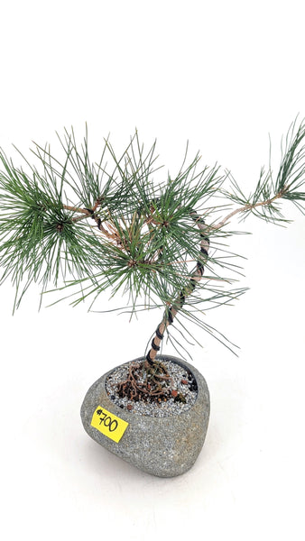 'Fred' the Japanese Black Pine - #700