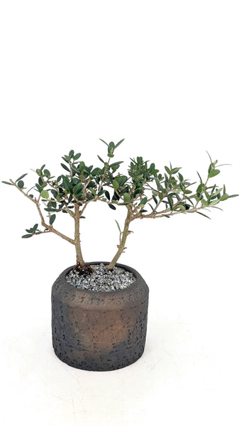 'Olivia' the European Olive Tree - #704