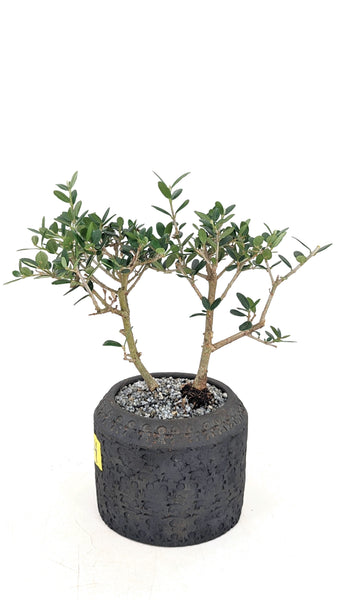 'Olivia' the European Olive Tree - #704