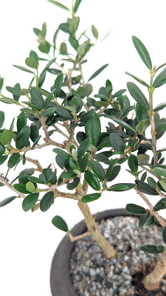 'Olivia' the European Olive Tree - #704