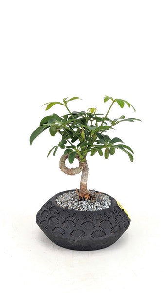 'Cosmo' the Dwarf Umbrella Tree - #708