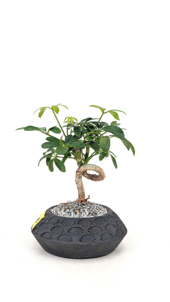 'Cosmo' the Dwarf Umbrella Tree - #708