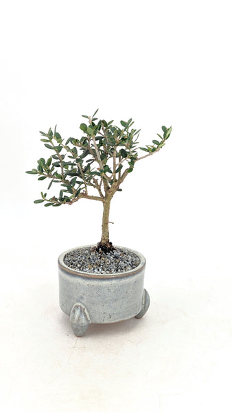 'Olivia' the European Olive Tree - #716