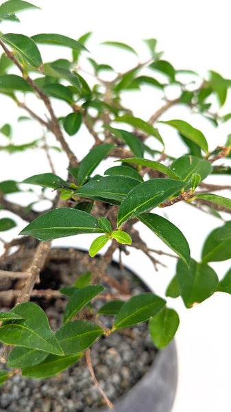 'Ayana' the Barbados Cherry - #713