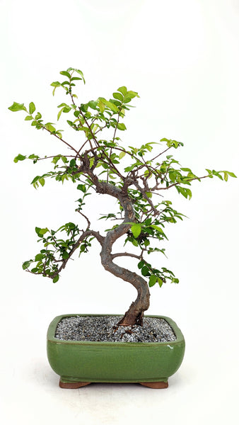 'Zen' the Chinese Elm - #715