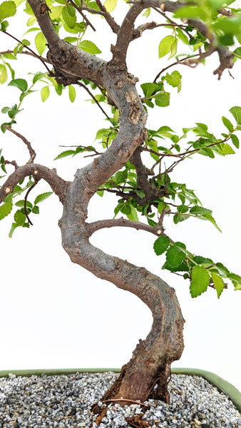 'Zen' the Chinese Elm - #715