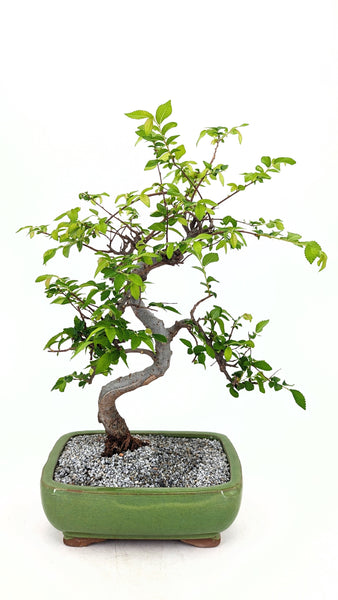 'Zen' the Chinese Elm - #715