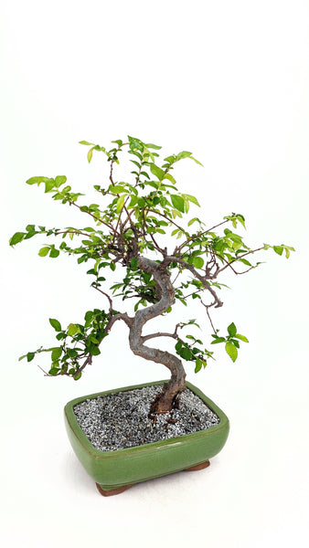 'Zen' the Chinese Elm - #715