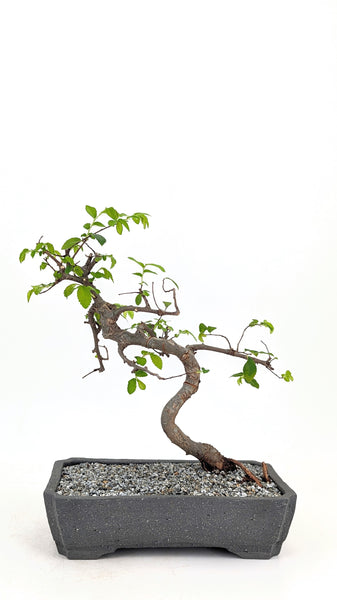 'Zen' the Chinese Elm - #720