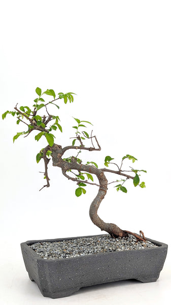 'Zen' the Chinese Elm - #720