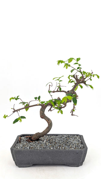 'Zen' the Chinese Elm - #720