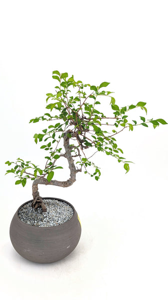 'Zen' the Chinese Elm - #721