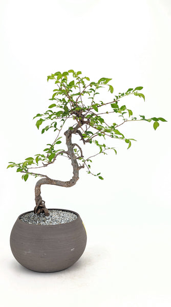 'Zen' the Chinese Elm - #721