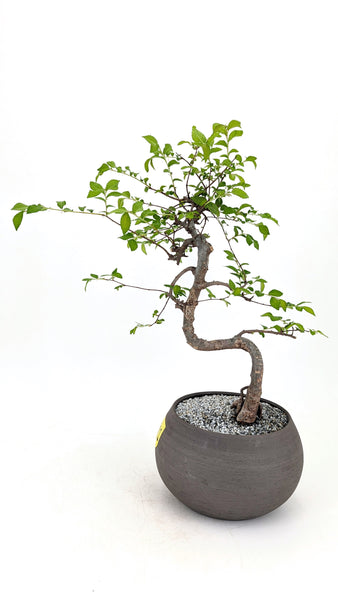 'Zen' the Chinese Elm - #721