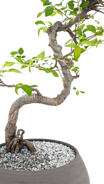 'Zen' the Chinese Elm - #721