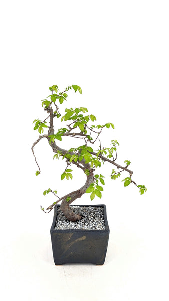 'Zen' the Chinese Elm - #722