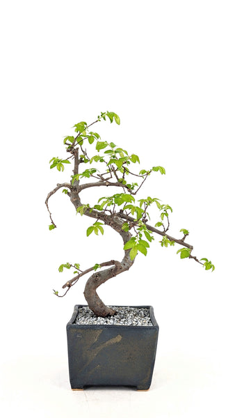 'Zen' the Chinese Elm - #722