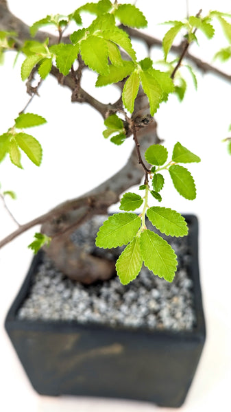 'Zen' the Chinese Elm - #722