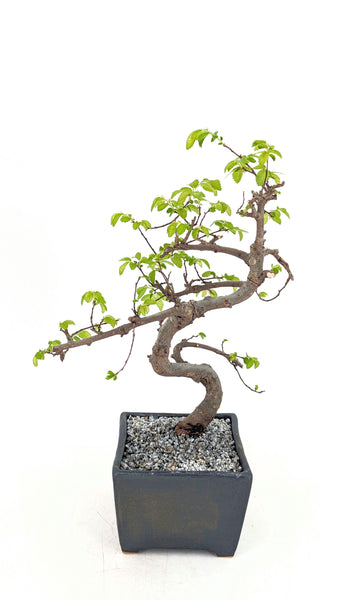 'Zen' the Chinese Elm - #722