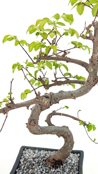 'Zen' the Chinese Elm - #722