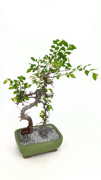 'Zen' the Chinese Elm - #714