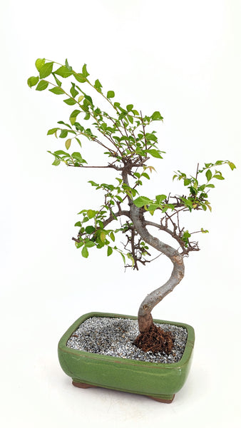 'Zen' the Chinese Elm - #714