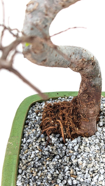 'Zen' the Chinese Elm - #714