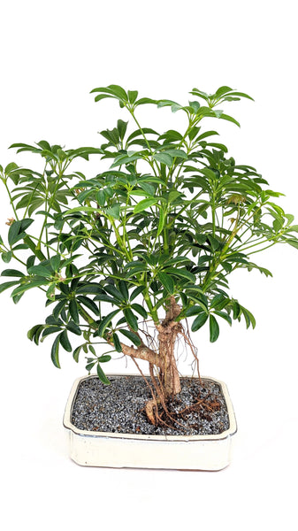 'Boba' the Dwarf Umbrella Tree - #725