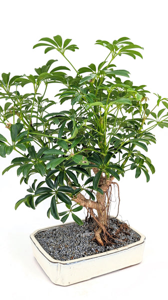 'Boba' the Dwarf Umbrella Tree - #725