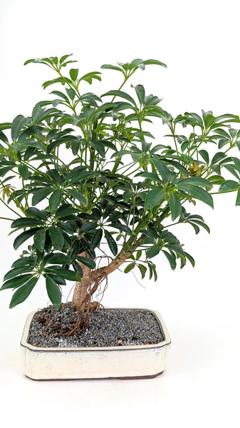 'Boba' the Dwarf Umbrella Tree - #725