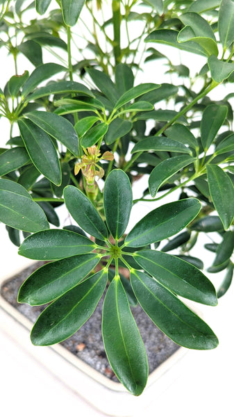 'Boba' the Dwarf Umbrella Tree - #725