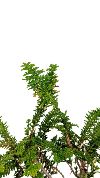 'Luca' the Fernspray Hinoki Cypress - #730