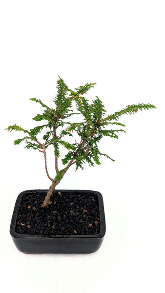'Luca' the Fernspray Hinoki Cypress - #730
