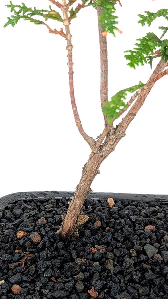 'Luca' the Fernspray Hinoki Cypress - #730