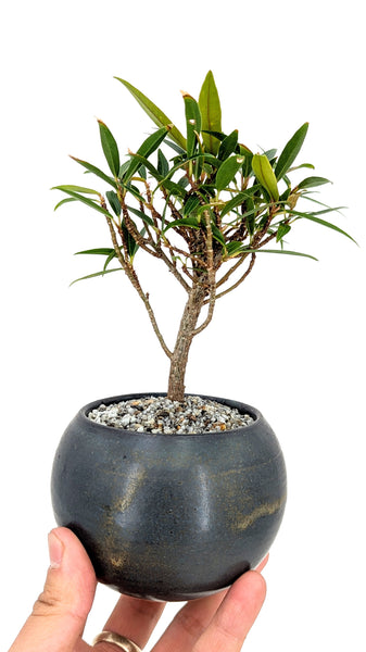 willow leaf fig bonsai tree 'Nene' the Willow Leaf Fig