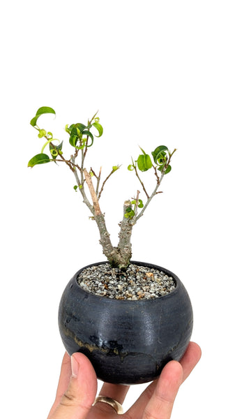 bonsai banyan tree for sale Dwarf Banyan Modern Bonsai
