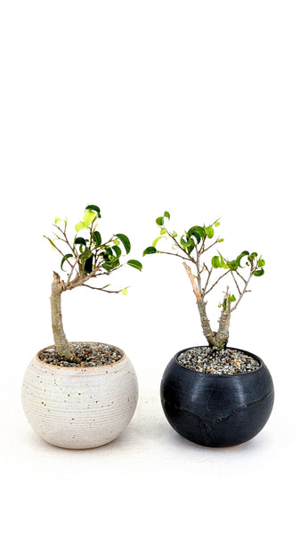 bonsai of banyan tree Dwarf Banyan Modern Bonsai