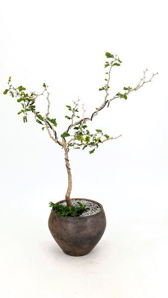 'Walter' the Texas Ebony- #756
