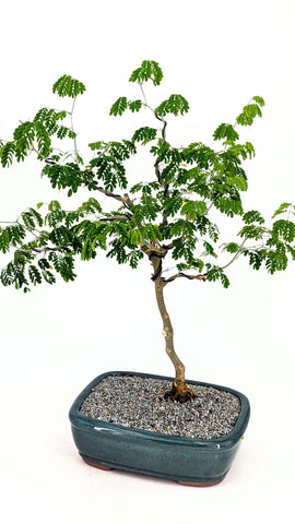 Brazilian Raintree Bonsai | The Bonsai Shop – Dandy Farmer