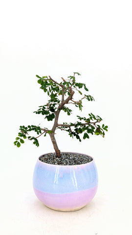 Flowering Bloodwood Bonsai | The Bonsai Shop – Dandy Farmer