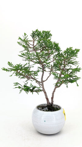Mediterranean Juniper | The Bonsai Shop – Dandy Farmer