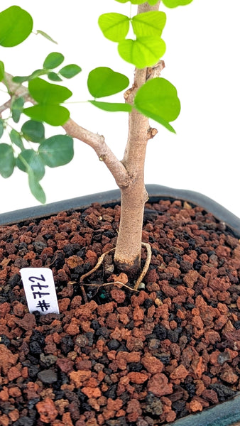 bloodwood tree bonsai 'Diego' the Bloodwood Tree