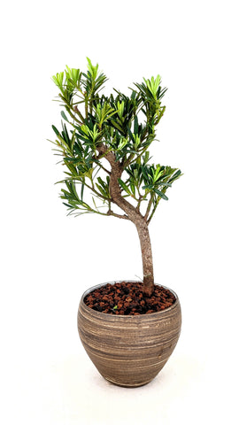 松柏盆栽大観 BONSAI MASTERPIECES OF CONIFERS Masterpiece Bonsai – Stone Lantern